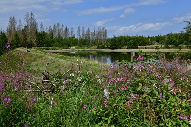 Semmelwieser Teich Oberharzer Wasserwirtschaft 820 Bilder
